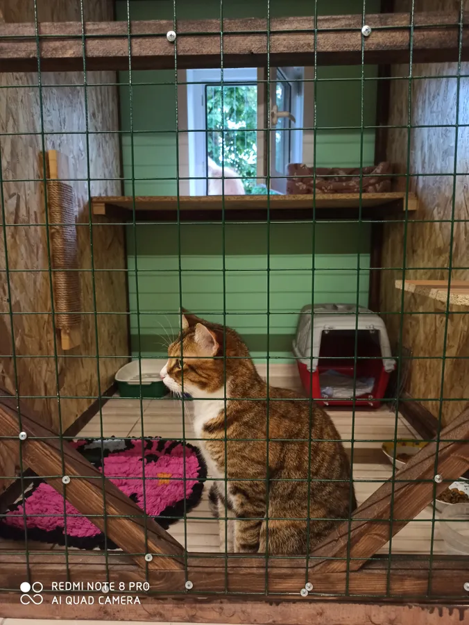 Номер "Полулюкс"