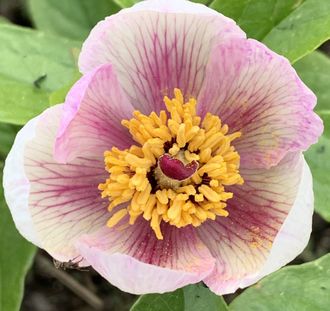 Paeonia litvinskya