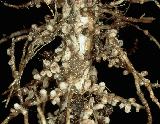 корень люпина с бульбочками азотофиксирующих бактерий