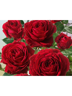Месье Дельбар (Messire Delbard) роза С2,10-20(корнесобственная)