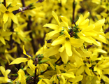 Голдзаубер форзиция средняя(Forsythia intermedia &#039;Goldzauber&#039;)