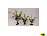 81004-30 Растение шелк.Криптокарина Баланса 30см