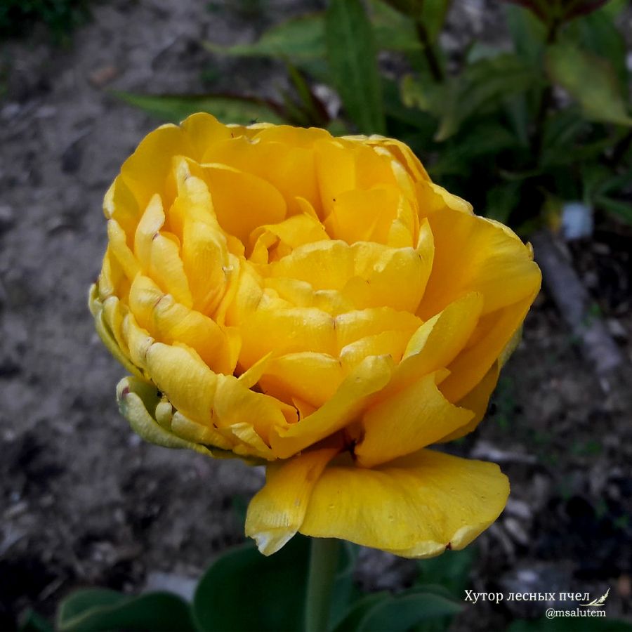 Tulip 'Yellow Pomponette'  Тюльпан Йеллоу Помпонетт