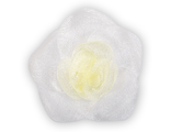 Нарцисс бело-жёлтый, 5*5 см.