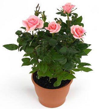 Горшечное растение (№12 010) Роза "Parad"