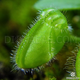 Cephalotus follicularis. Цефалотус