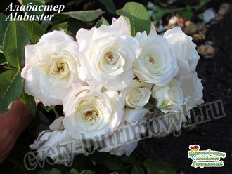 Розы Флорибунда -  сорт Алабастер Alabaster. Купить БЕЗ ПЕРЕСОРТА.