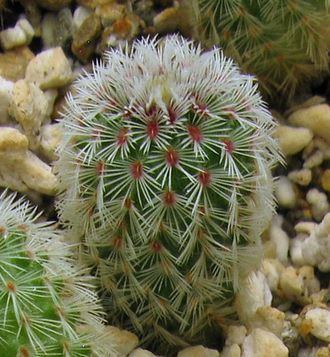 Echinocereus rigidissimus v. rubispinus L 088