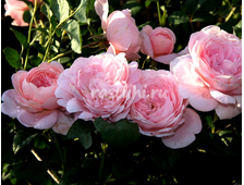 Квин оф Свидэн (Королева Швеции) роза