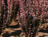 Барбарис тунберга Ред Рокет (Berberis thunbergii Red Rocket)