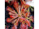 Drosera Spatulata var. Lovellae