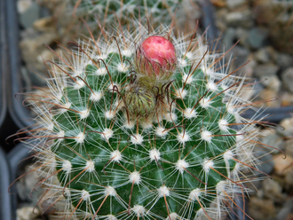 Parodia weberiana (D=40-45мм)