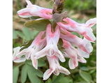 Corydalis solida «Юбилей”