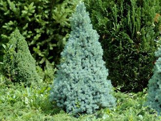 Ель канадская Сандерс Блю (Picea glauca Sanders Blue) (40-60/10л)