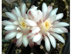 Gymnocalycium (Гимнокалициум)