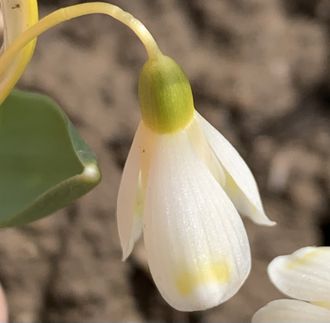 Galanthus “Midas”