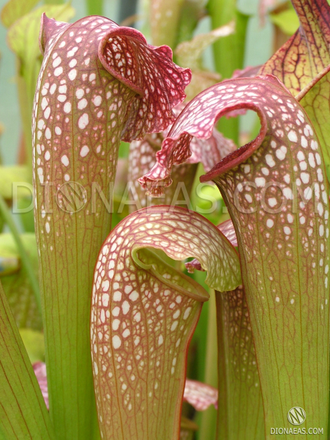 Sarracenia Excellens