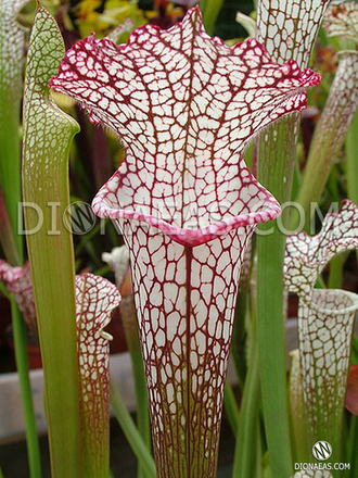 Sarracenia Leucophylla pink and purple pitchers,  vigorous and tall plant