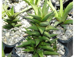 Haworthia viscosa - детка без корней