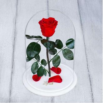Стабилизированная роза в колбе Lerosh - Standart 33 см, Красная на белой подставке