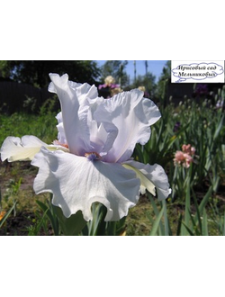 ОРИГОН ГРИТИНГЗ(OREGON GREETINGS) С.Локтев*2015