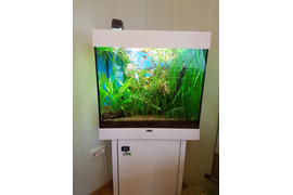  Домашний небольшой  пресноводный  аквариум  с живыми растениями