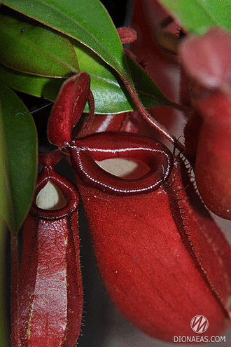 Непентес Кровавая Мэри | Nepenthes Bloody Mary