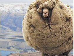 Овечья шерсть абсолют