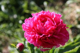 Paeonia Rose Heart