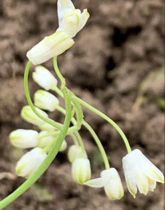 Scilla scilloides var. alba