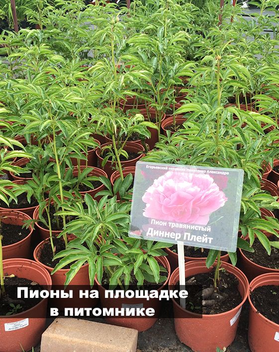 Тимирязевский Питомник Калуга Официальный Сайт Интернет Магазин