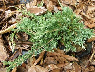 Можжевельник горизонтальный Вилтони (Juniperus horyzontalis Wiltonii)