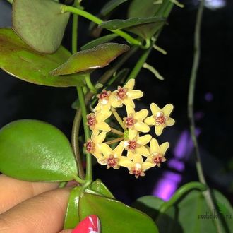 Hoya Collina sp. IR-26 (Irian Jaya 26)