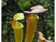 Sarracenia hybrid 13