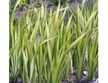Iris pseudacorus var. variegata