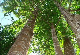 Уд, агаровое, алойное дерево (Aquilaria Agallocha) 1 г - 100% натуральное эфирное масло