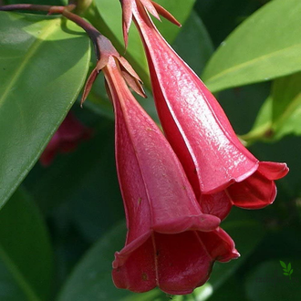 Portlandia coccinea (портландия красная)