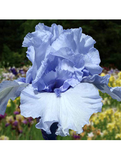 БЛУ  ТРИЛЛ  (BLUE  TRILL). Блэк*10.