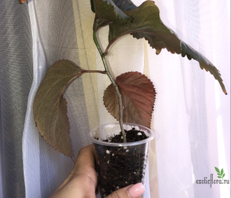 Acalypha wilkesiana ‘tricolor’ / акалифа триколор