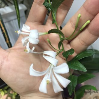 Turraea obtusifolia / туррея туполистная