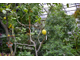 Экскурсия в Ботанический сад (Академгородок): 2 оранжереи