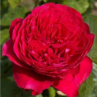 Алан Сушон, Ч/Г. Meilland Алан Сушон, Ч/Г. Meilland