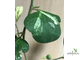 Ficus diversifolia diversion / фикус Дельтовидный расписной