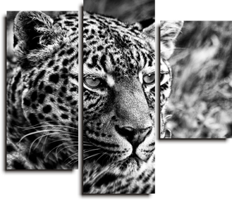 Модульная картина &quot;Черно-белый леопард&quot;