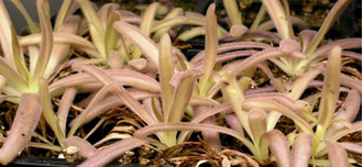 Pinguicula Aphrodite