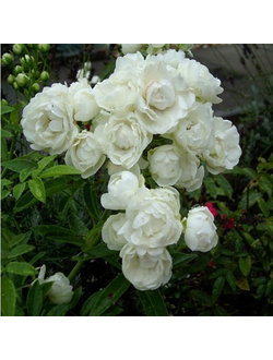 Вайт Морсдаг (White Morsdag) роза