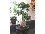 Фикус Микрокарпа  Гинсенг (Ficus ginseng) \120