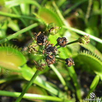 Семена Венерина Мухоловка Микс | Dionaea muscipula MIX