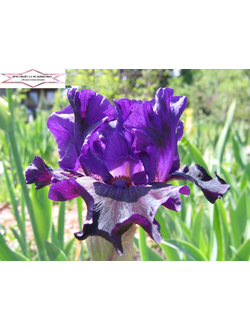 ПОРТ-МОРСБИ (PORT MORESBY) С.Локтев 2017