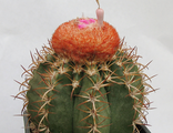 Melocactus (1)